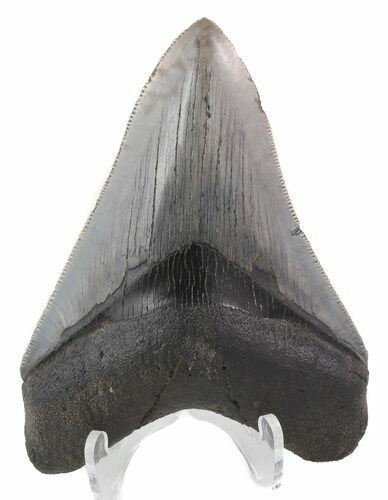 Serrated, Megalodon Tooth - South Carolina #48861